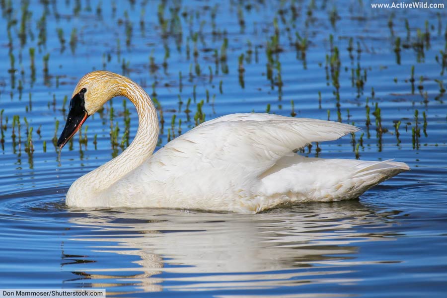 Trumpeter Swan