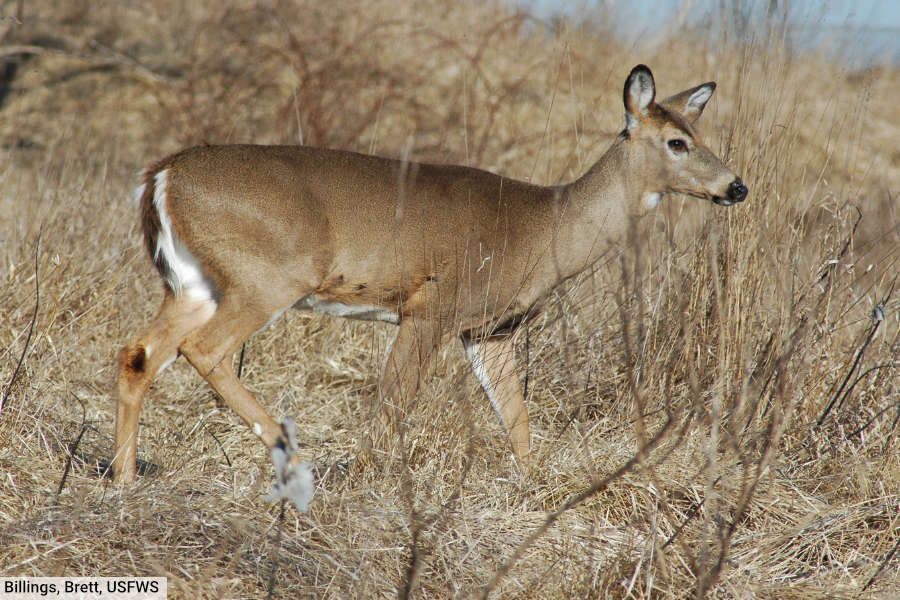 White Tailed Deer