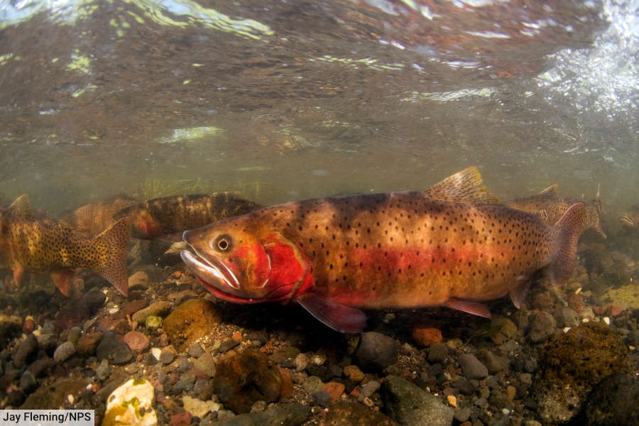 Yellowstone Cutthroat Trout