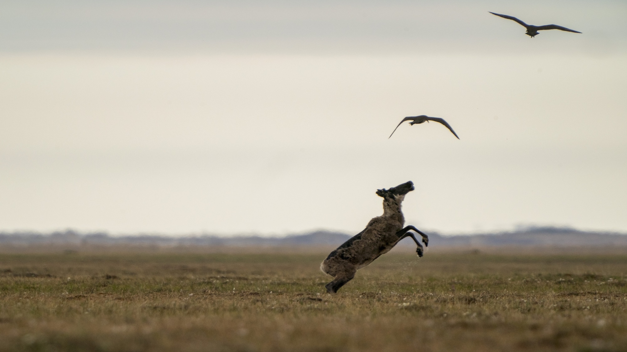 A caribou is reaching two birds above