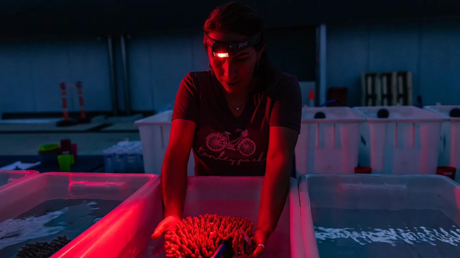 A woman wearing a headlamp holds a piece of coral in a huge tub