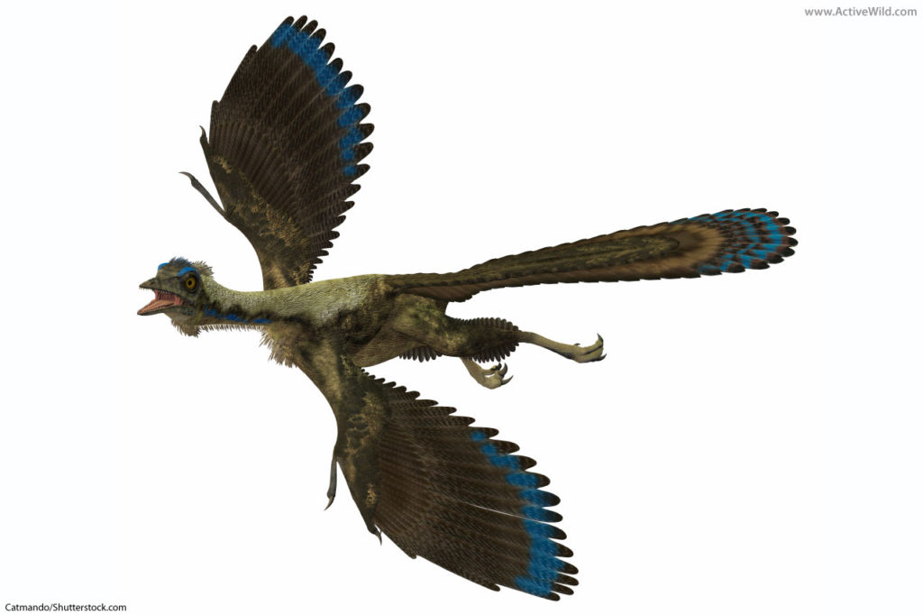 Archaeopteryx