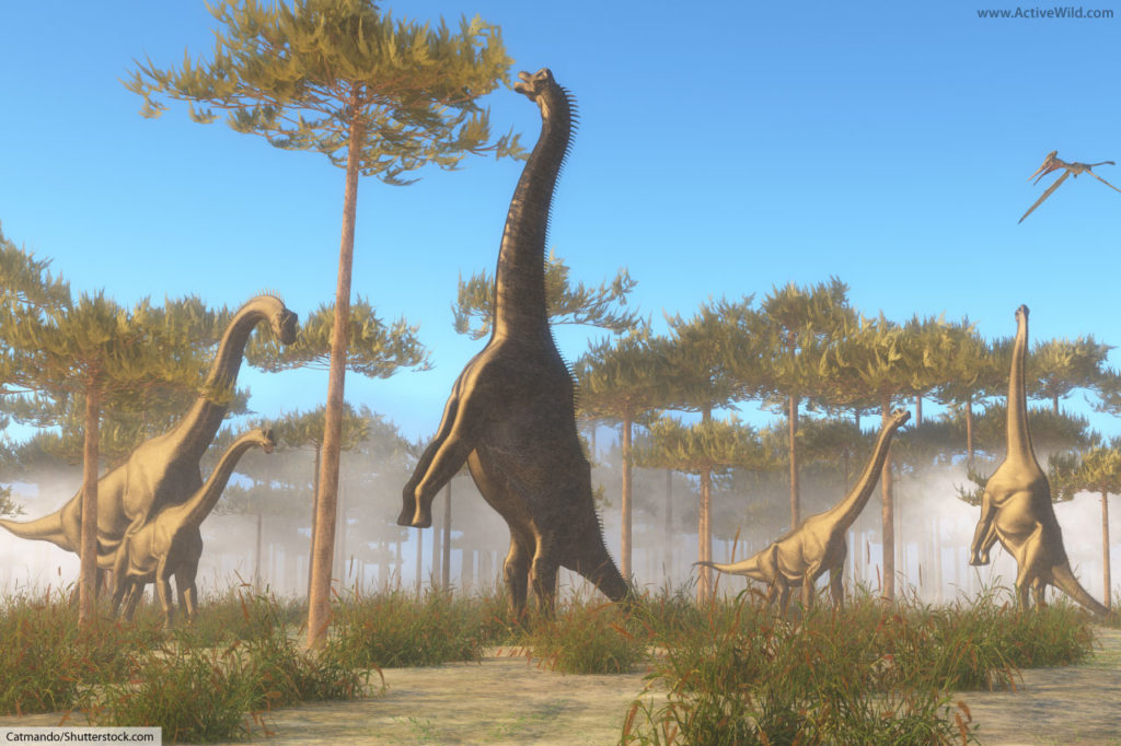 Brachiosaurus