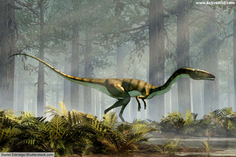 Coelophysis