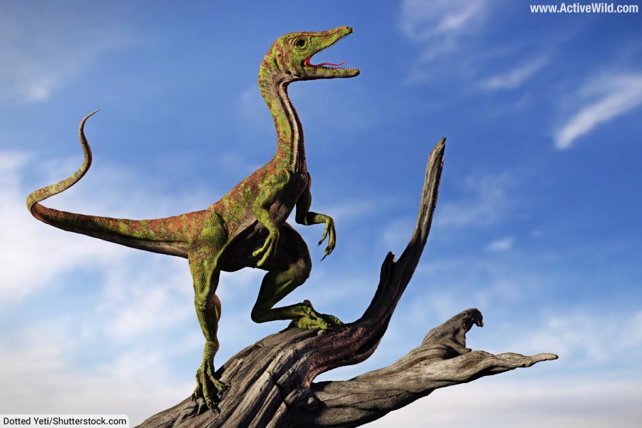 Compsognathus