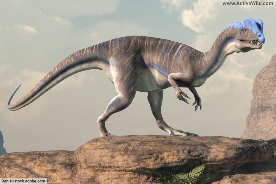 Dilophosaurus on rock