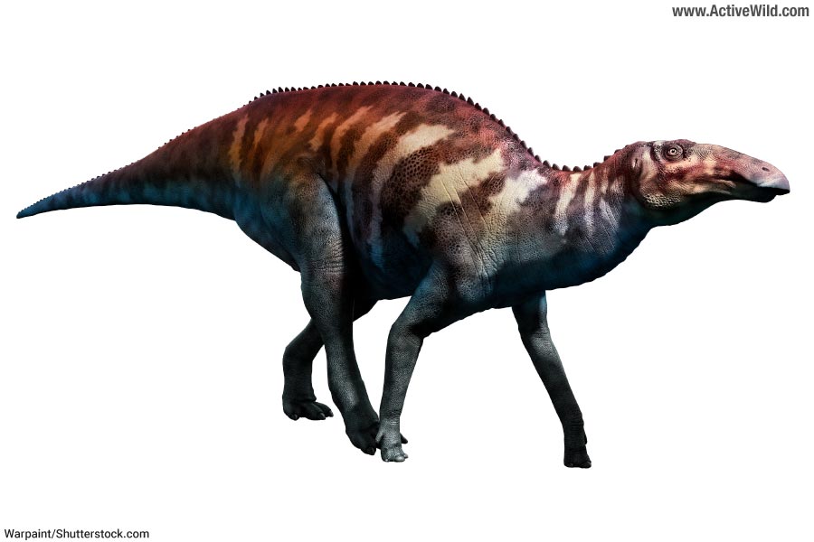 Edmontosaurus