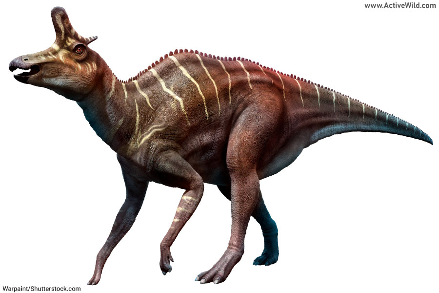Lambeosaurus