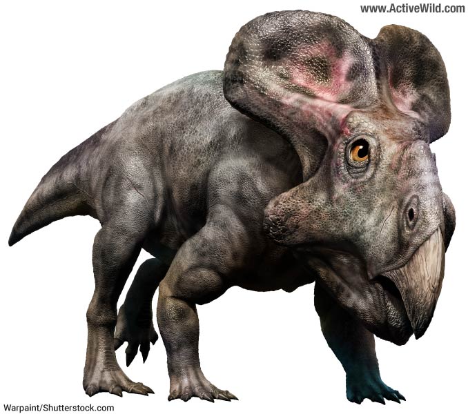 Protoceratops Dinosaur Illustration