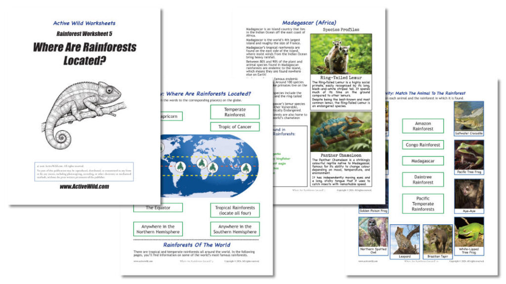 Rainforest Worksheets Sample Pages 5