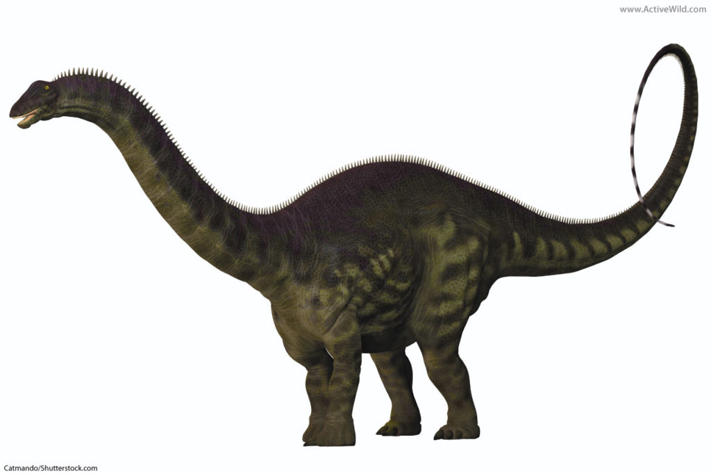 apatosaurus