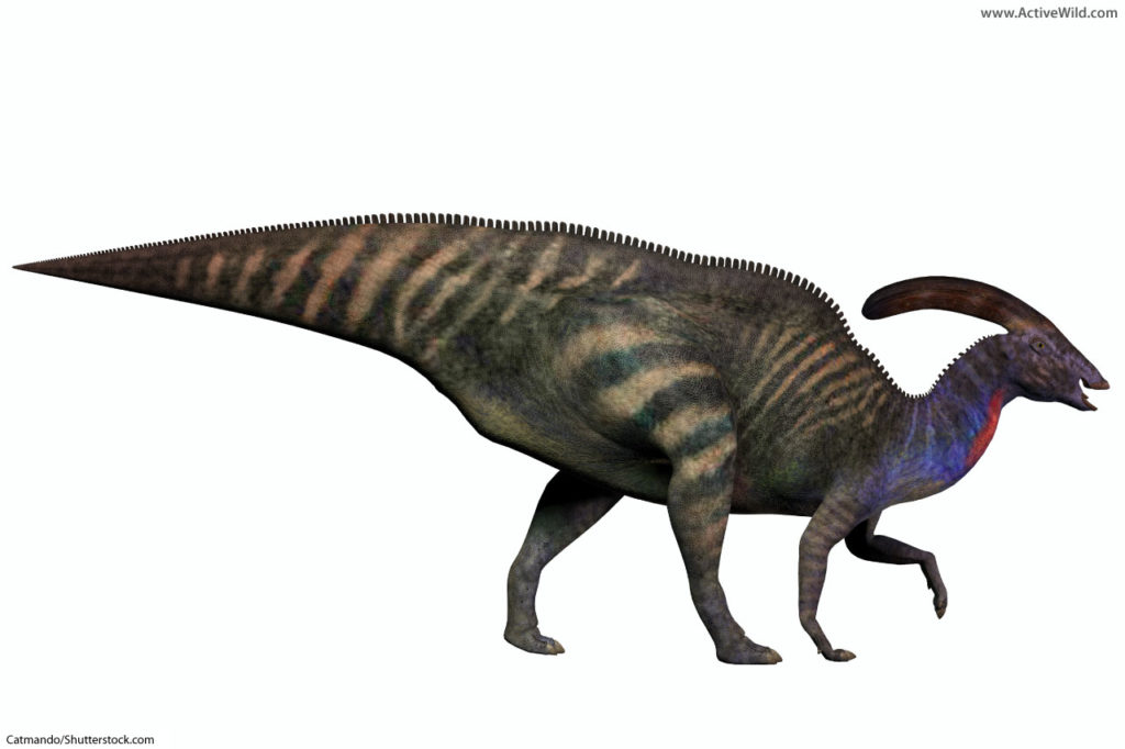 parasaurolophus