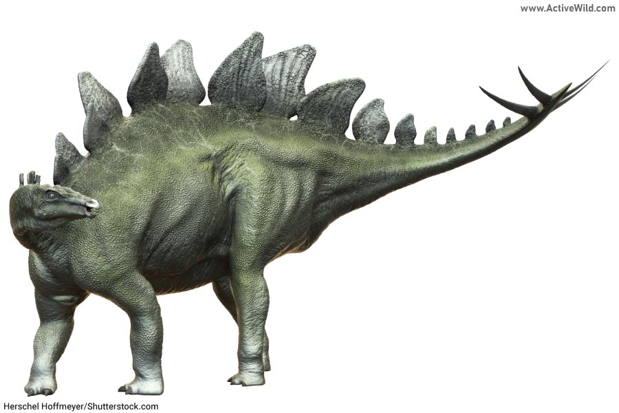 Stegosaurus
