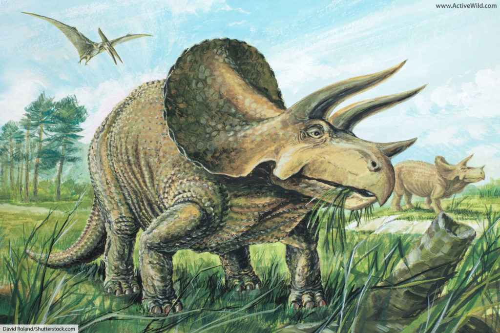 triceratops