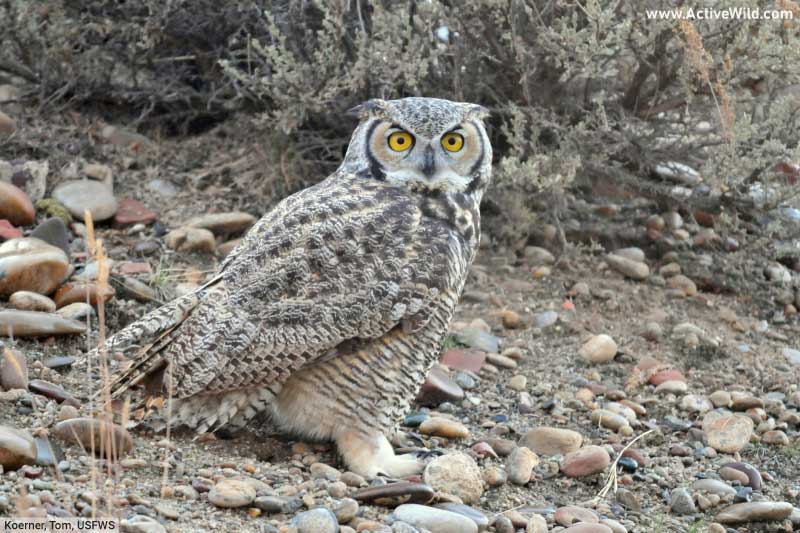 Great Horned Owl