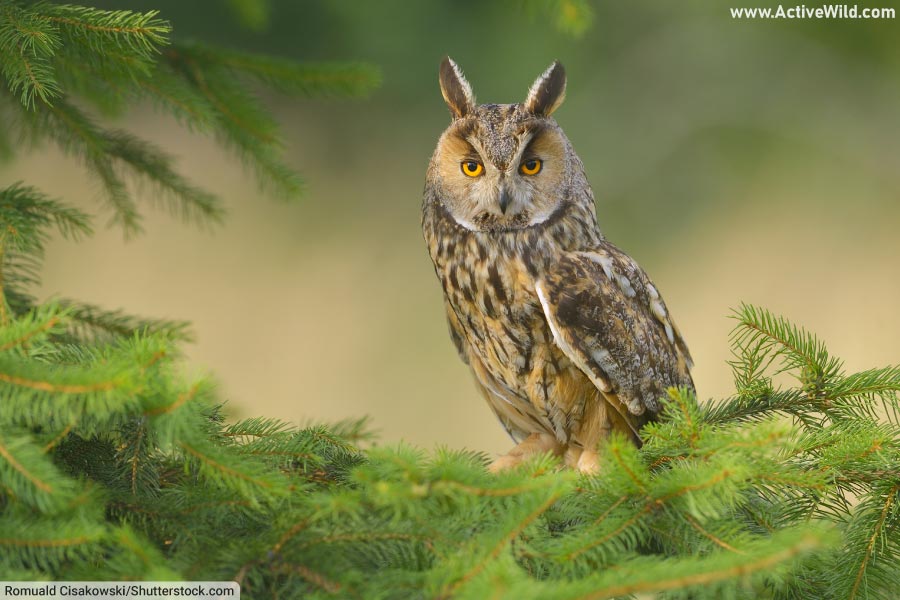 Long-Eared Owl