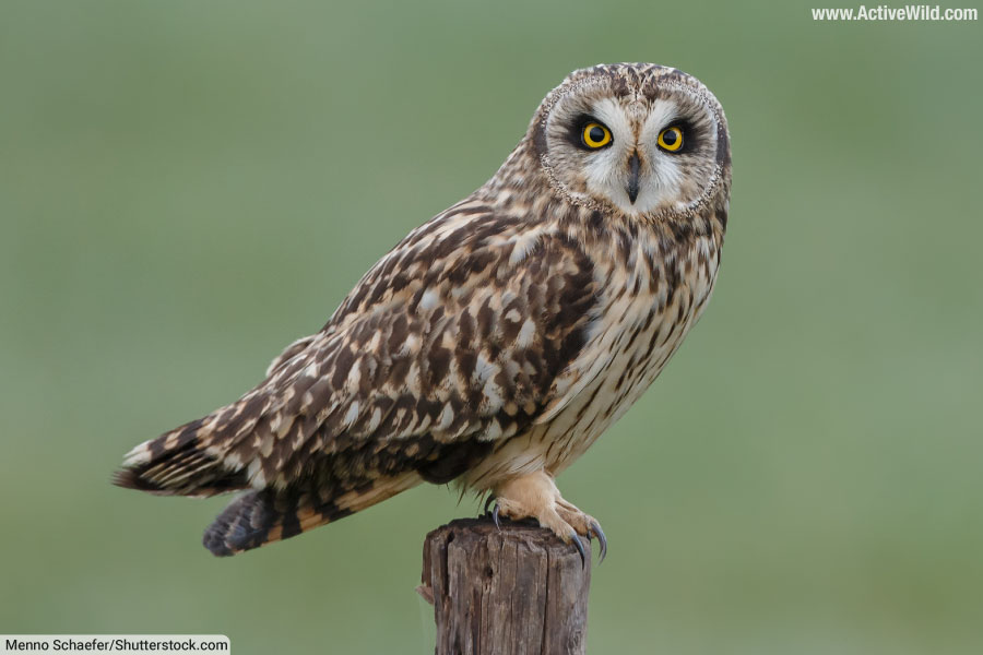 Short-Eared Owl