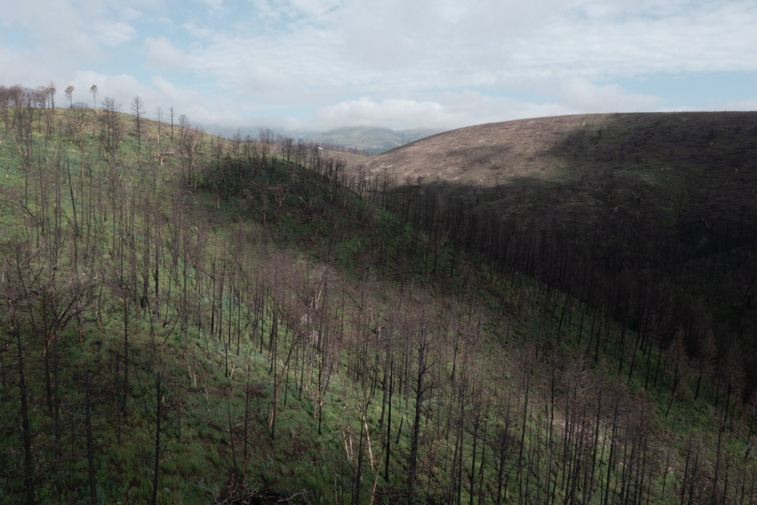 An aerial view reveals a charred hillside covered with burned, leafless trees and patches of green regrowth following a forest fire.