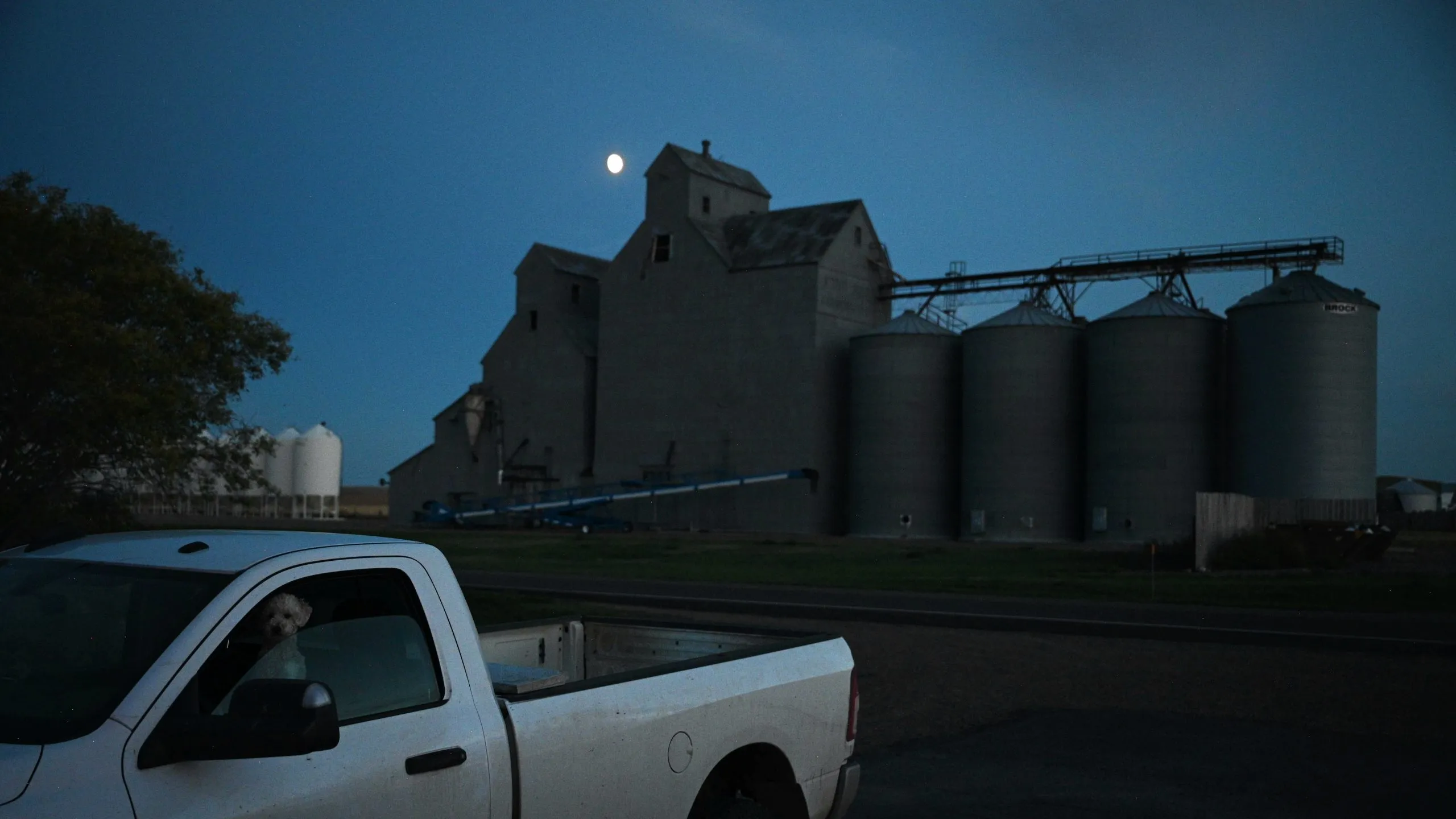 A dog looks through the window of a white truck. In the background, the moon hangs over grain bins.
