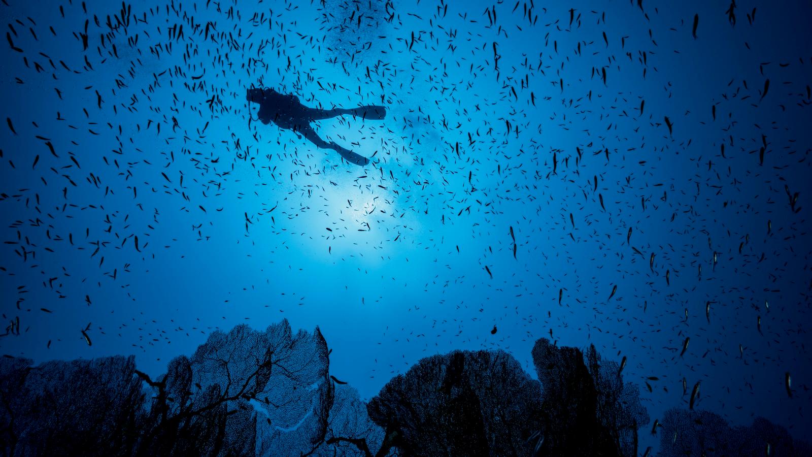 A scuba diver is seen in silhouette against giant sea fans and among a school of fish.