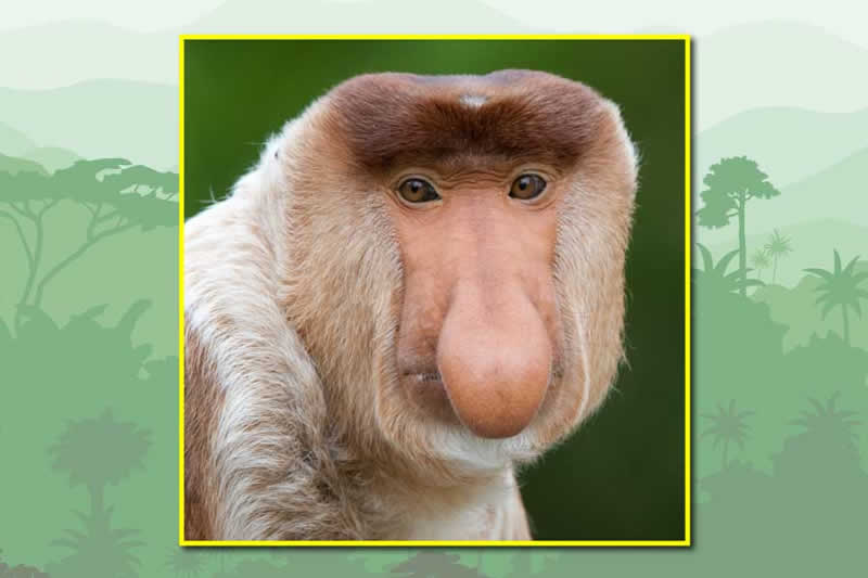 ugly animals book proboscis monkey