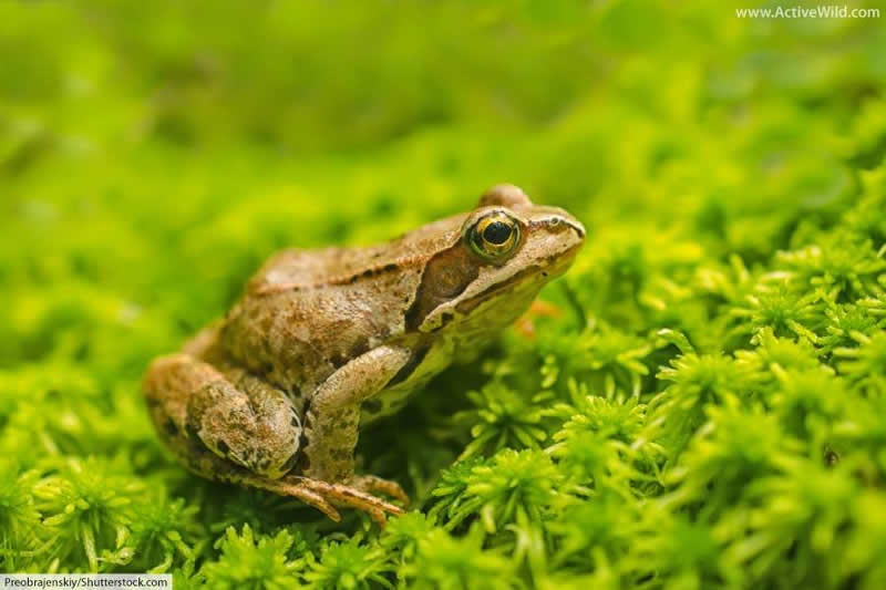 Frog Amphibian