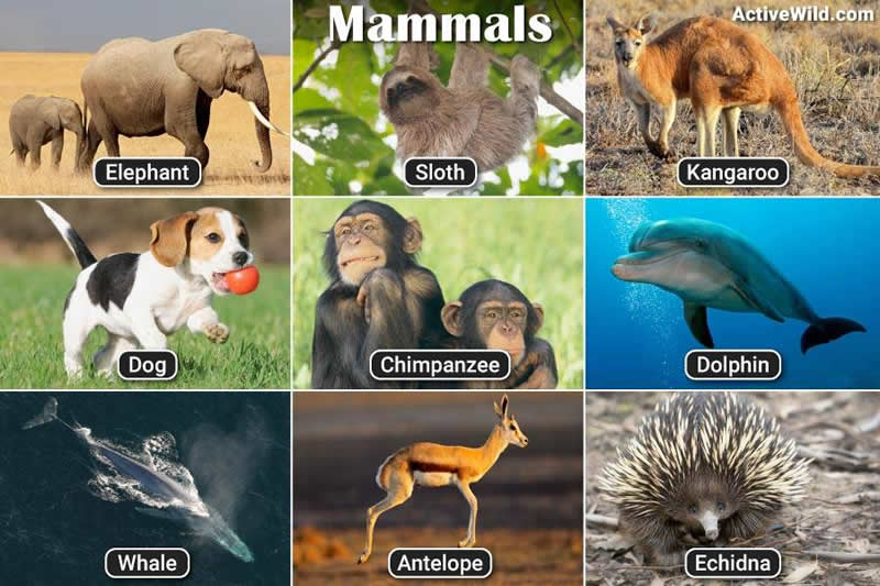 Mammals Pictures