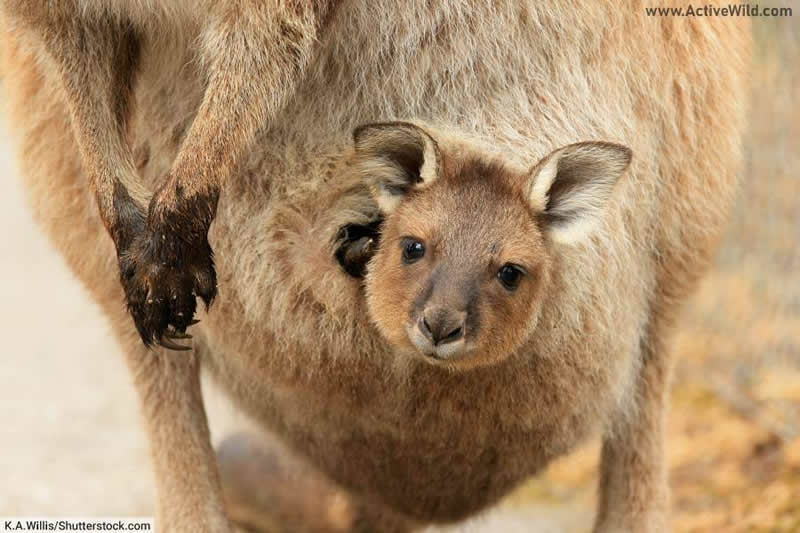 Marsupial Pouch