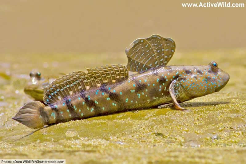 Mudskipper fish