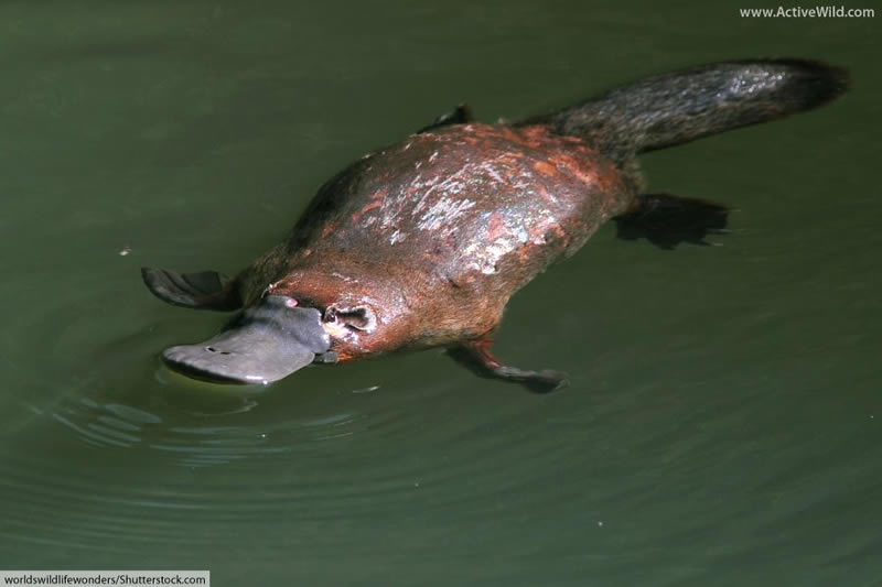 Platypus