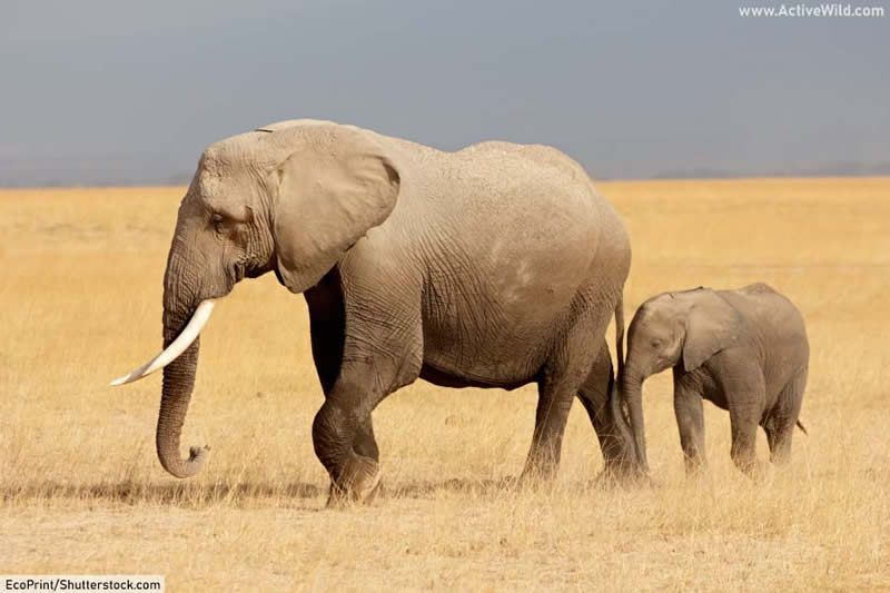 African bush elephant and calf