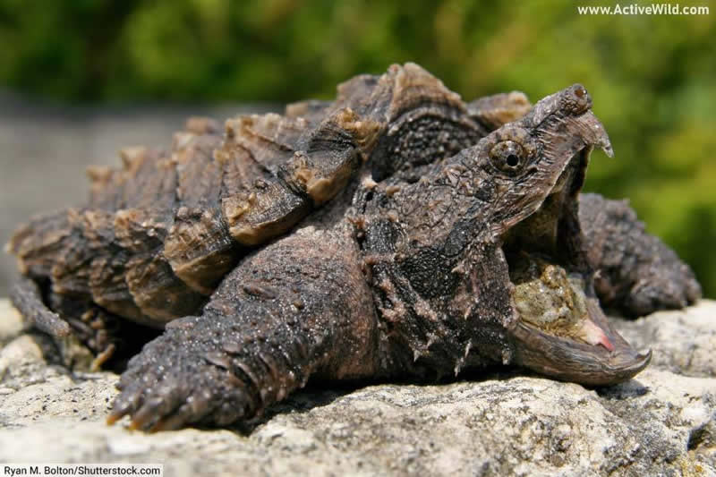 Alligator Snapping Turtle Reptile