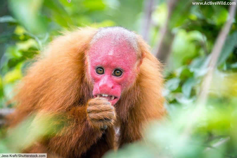 Bald Uakari