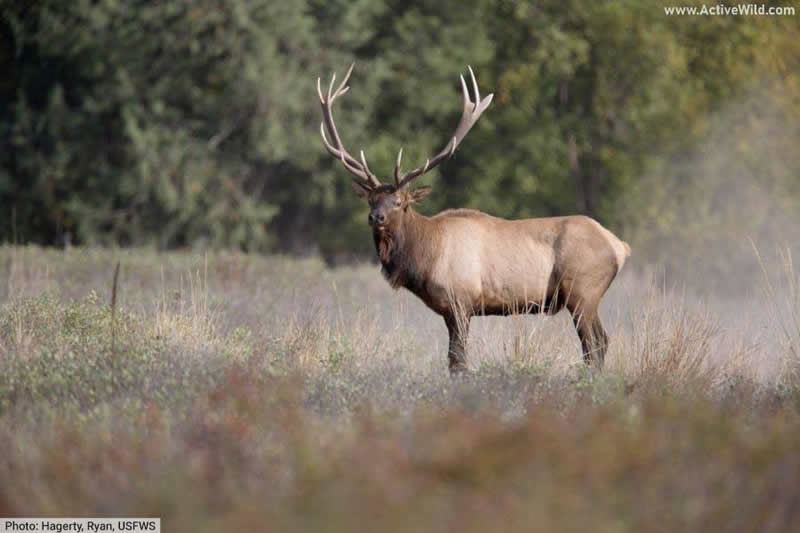 Bull elk antlers