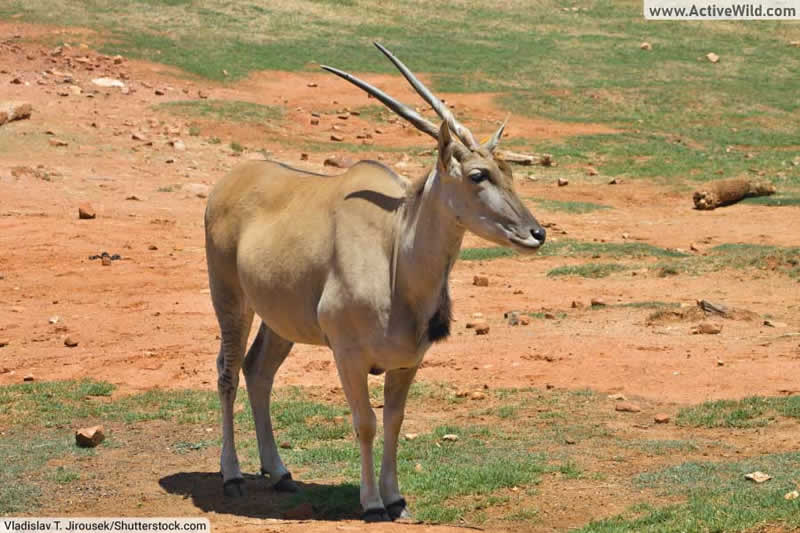 Eland antelope female