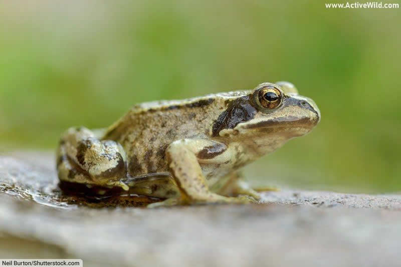 European common frog