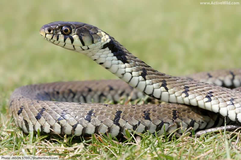 grass snake (Natrix natrix),