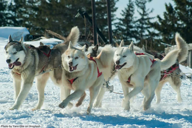 Husky Sled Dogs