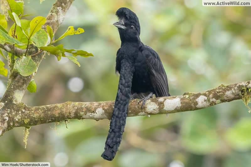 Long wattled umbrellabird