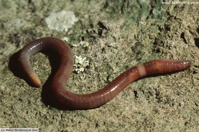 Nightcrawler, or Earthworm