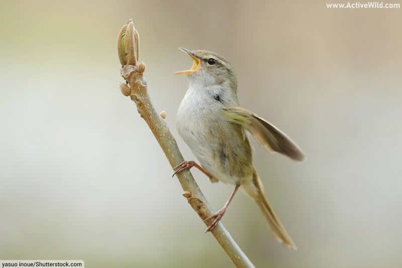 Uguisu Japanese Bush Warbler