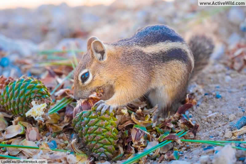 Uinta Chipmunk