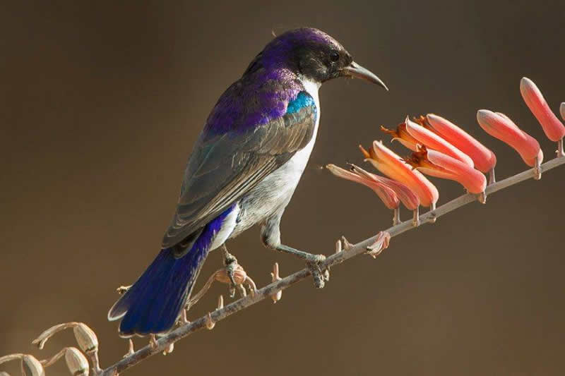 Uluguru Violet Backed Sunbird