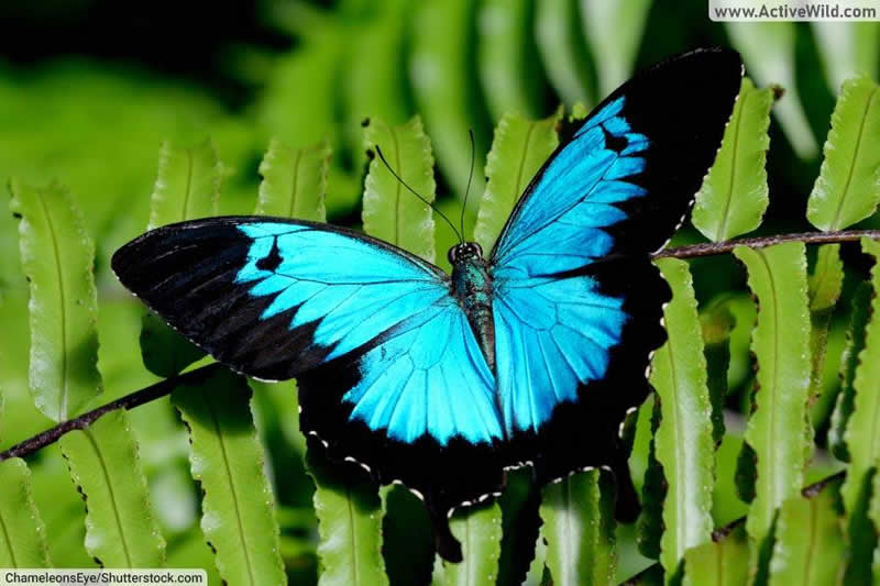 Ulysses Butterfly