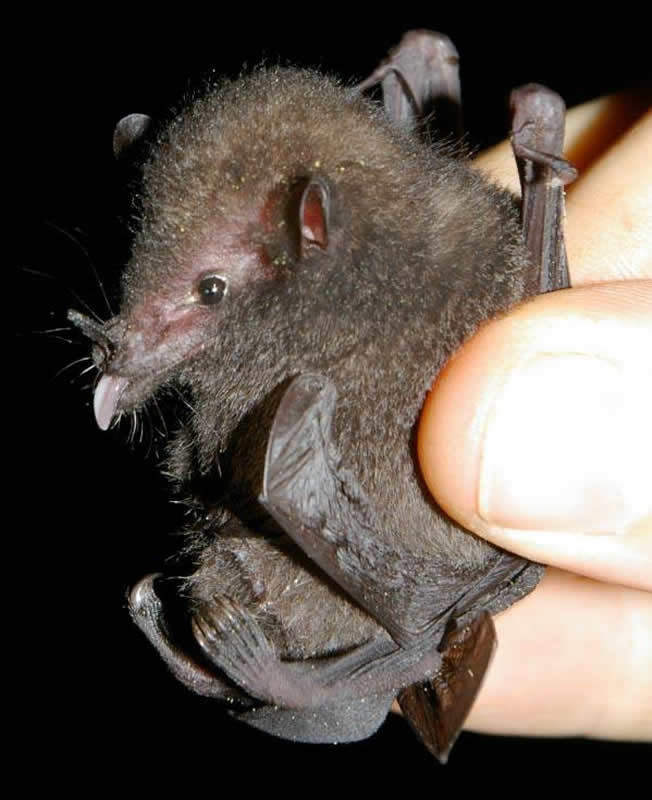 Underwoods Long Tongued Bat