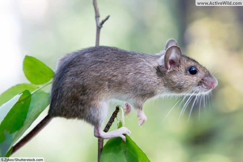 Ural Field Mouse