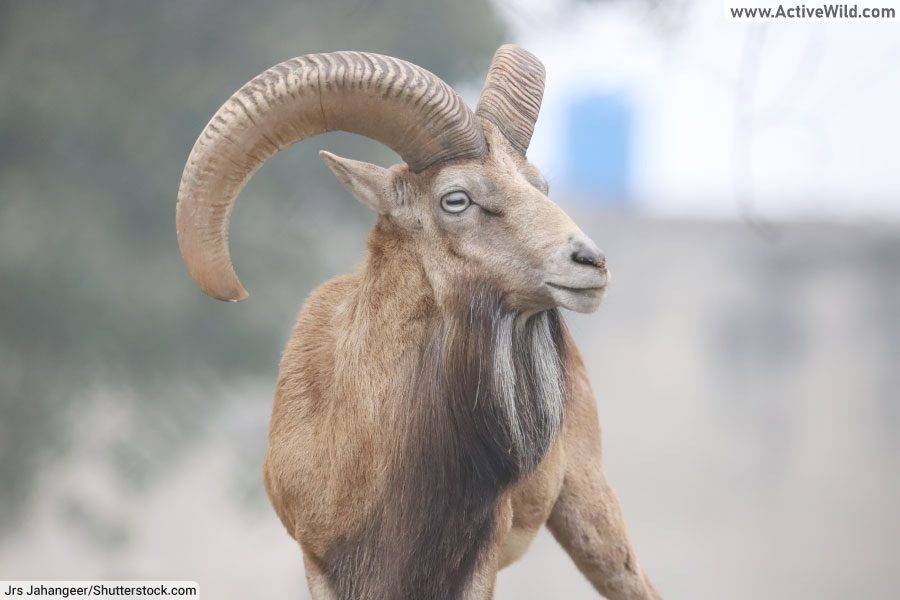 Urial