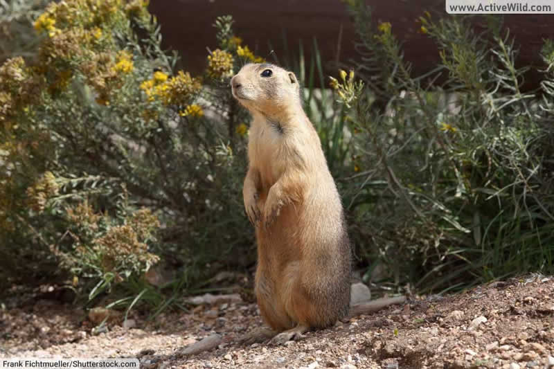 Utah Prairie Dog