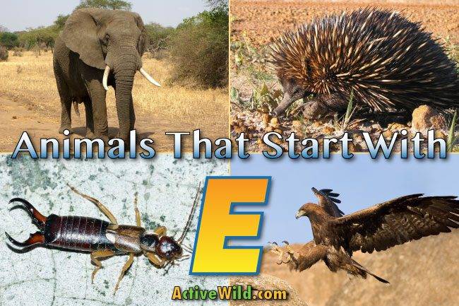 animals beginning with e
