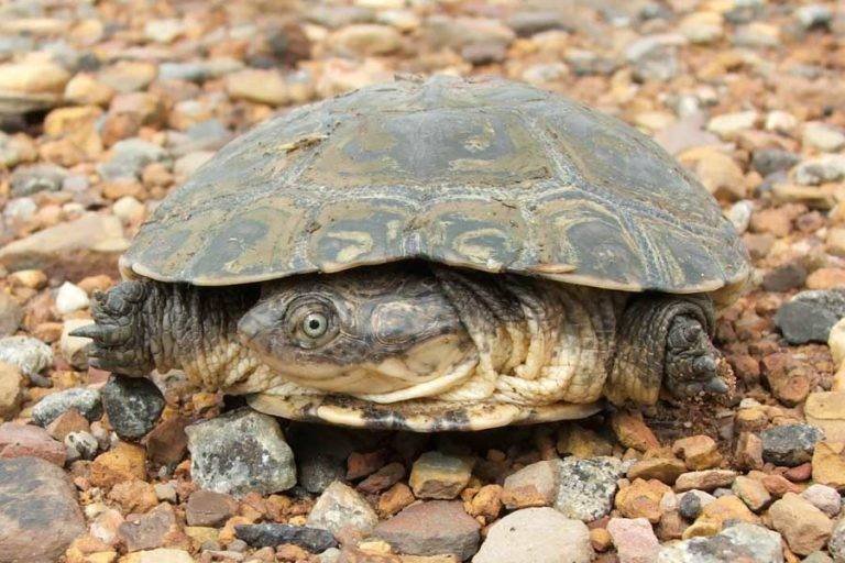 Yurtle Types Types Of Turtles With Pictures, List Of Interesting Turtle Species ...
